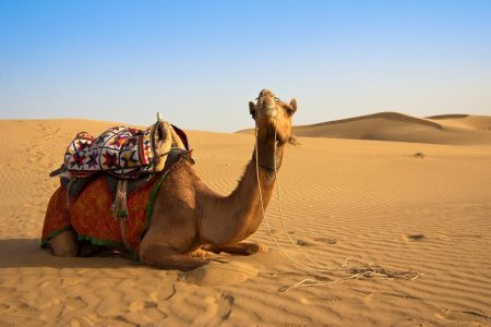 LE SAHARA A MARRAKECH : BALADE A LA PALMERAIE EN DROMADAIRE